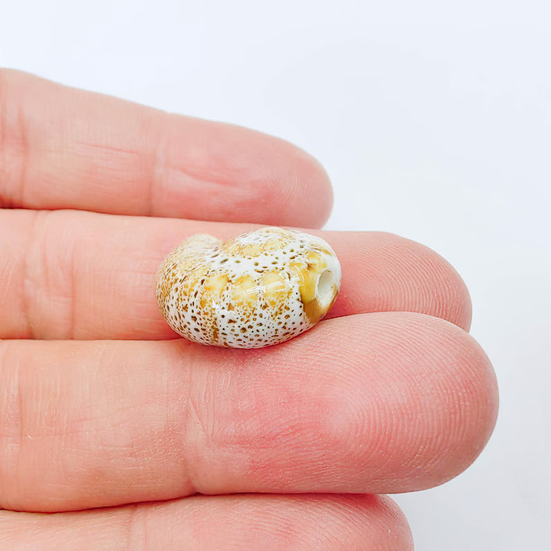 Beige Porcelain Nautilus Bead, Ceramic Shell Bead, Summer Sea Bead, Ocean Jewelry Supply, Beach Beads, Ammonite Bead 20x16mm G38003
