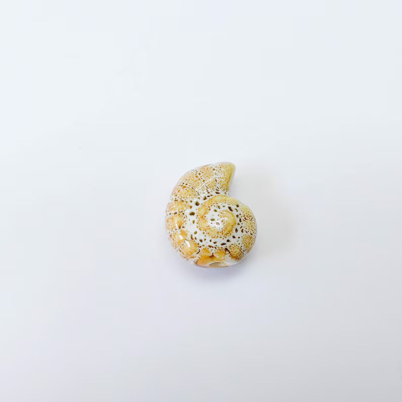 Beige Porcelain Nautilus Bead, Ceramic Shell Bead, Summer Sea Bead, Ocean Jewelry Supply, Beach Beads, Ammonite Bead 20x16mm G38003