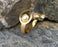 Leaf Bracelet with Real Pearl Gold Plated Brass Adjustable SR60