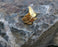 Ring Gold Plated Brass Adjustable SR133