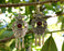 Earrings with Red Beads Antique Silver Plated Metal SR644